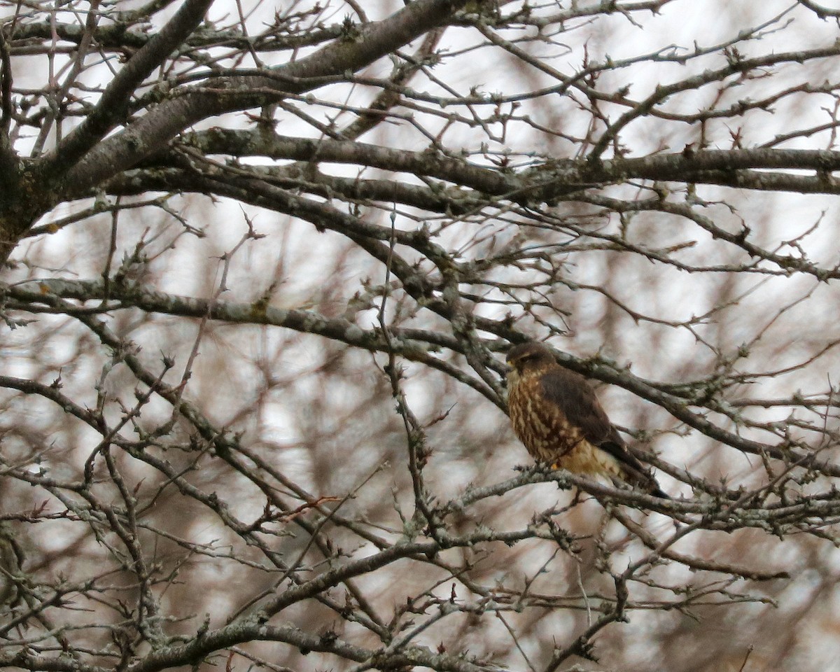 Merlin - ML645987251