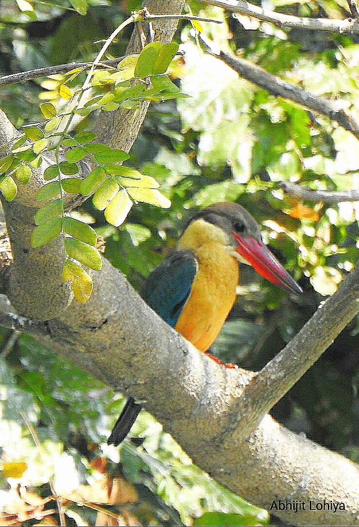 Martin-chasseur gurial - ML645987253