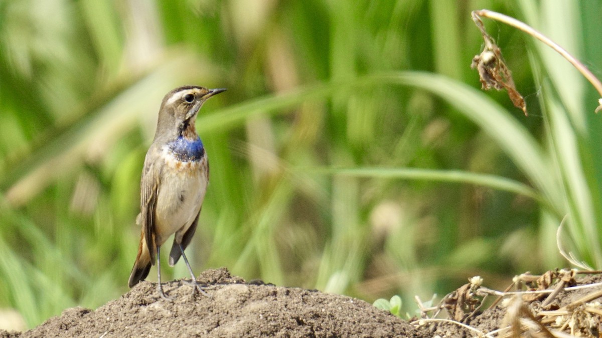 Pettazzurro - ML645987257