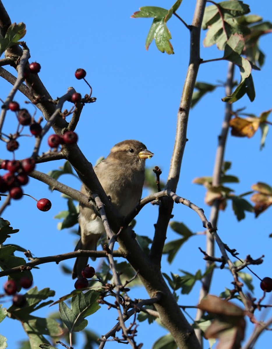 Gorrión Común - ML645987262