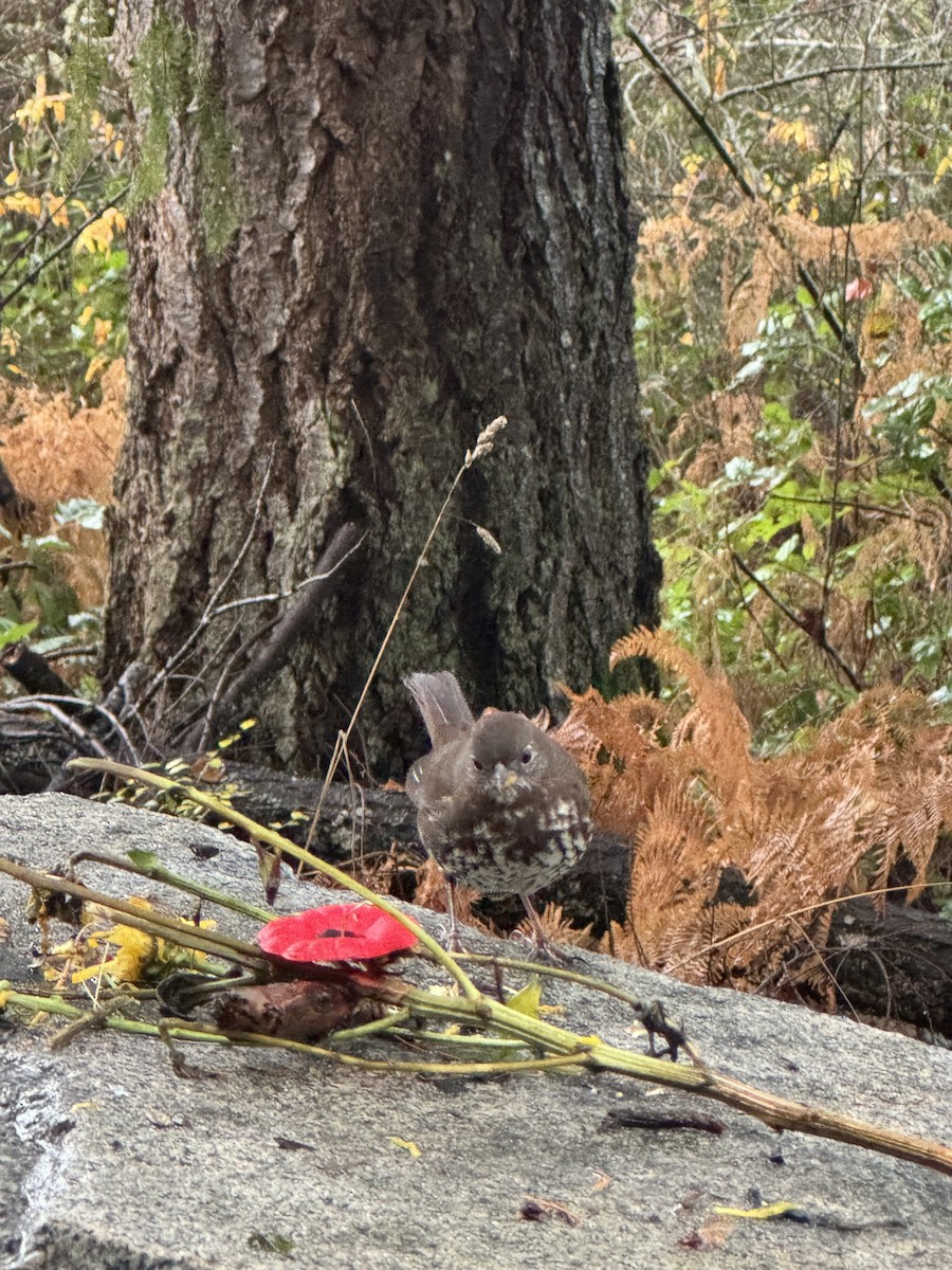 Fox Sparrow (Sooty) - ML645987263