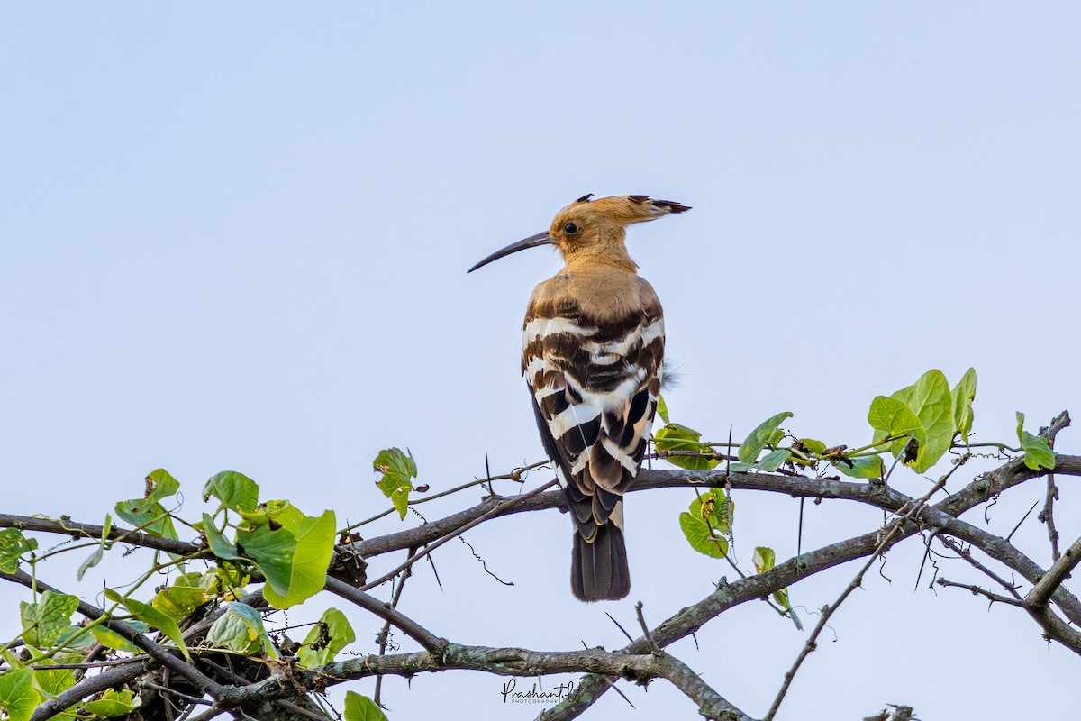 ヤツガシラ - ML645987268