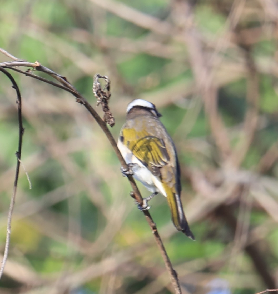 Light-vented Bulbul - ML645987269