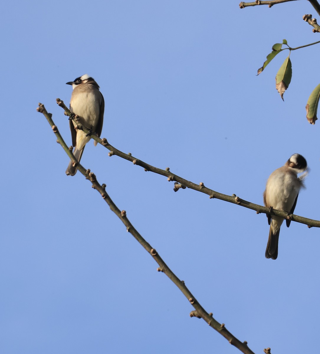 Light-vented Bulbul - ML645987270