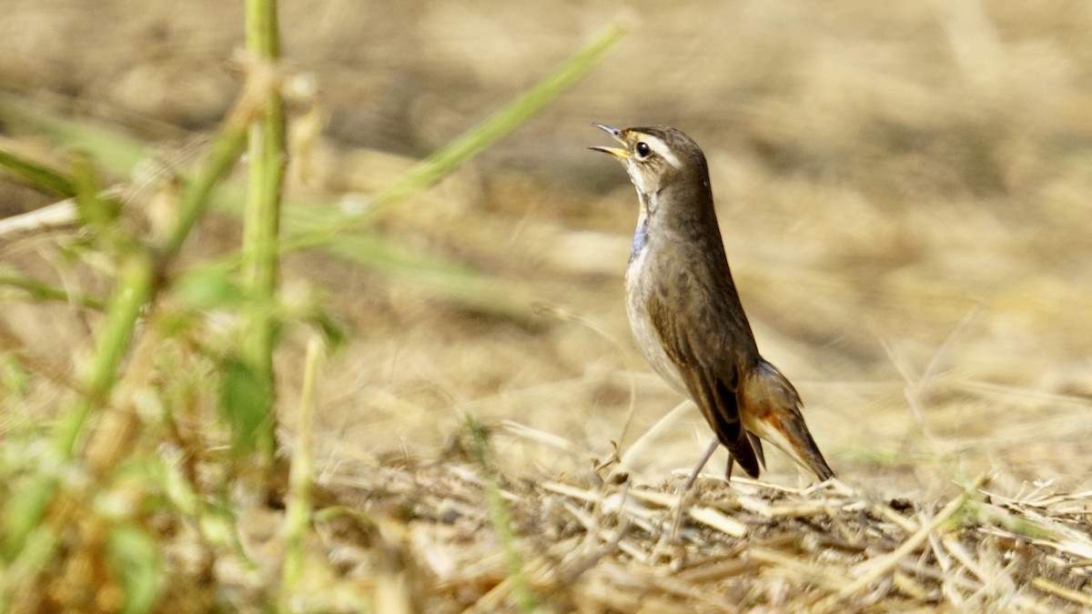 Pettazzurro - ML645987276