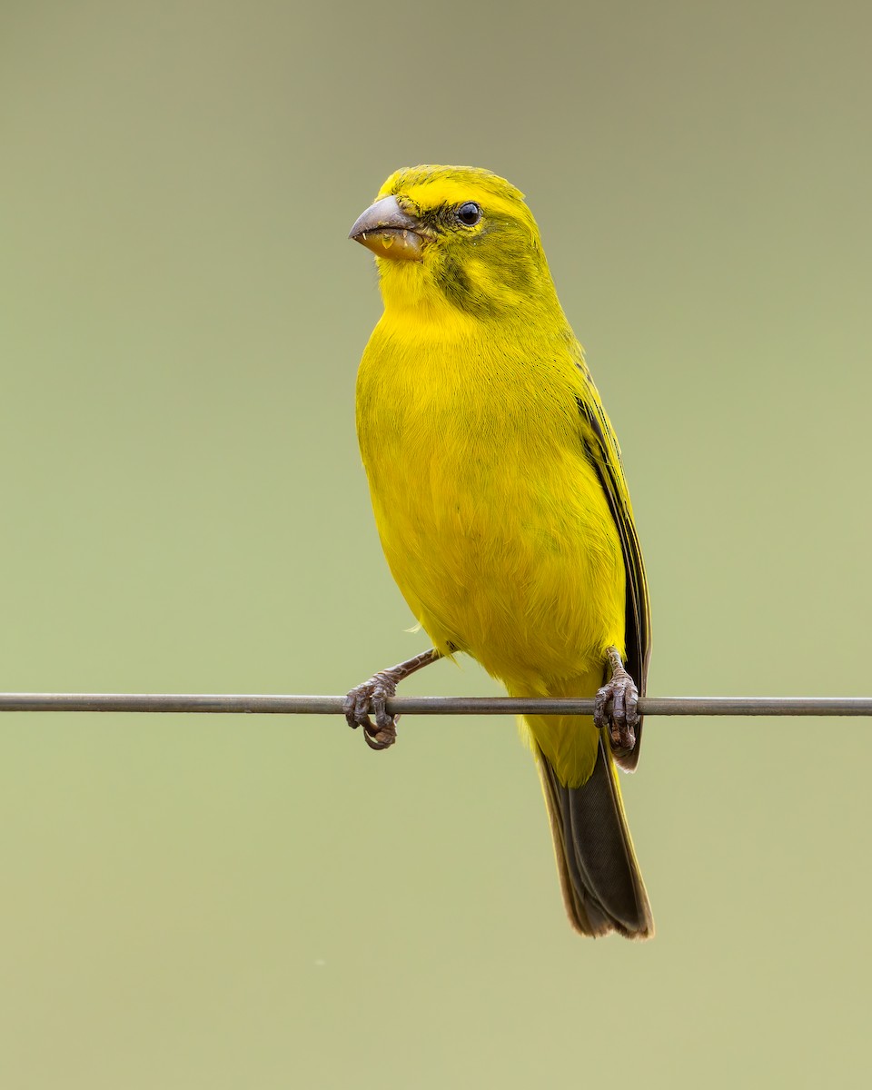 Brimstone Canary - ML645987279