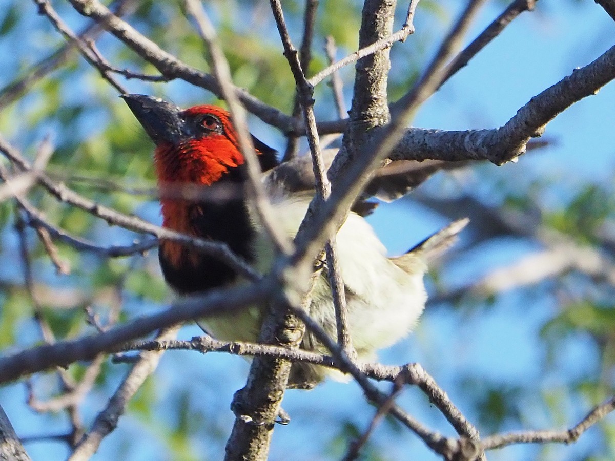 Black-collared Barbet - ML645987286