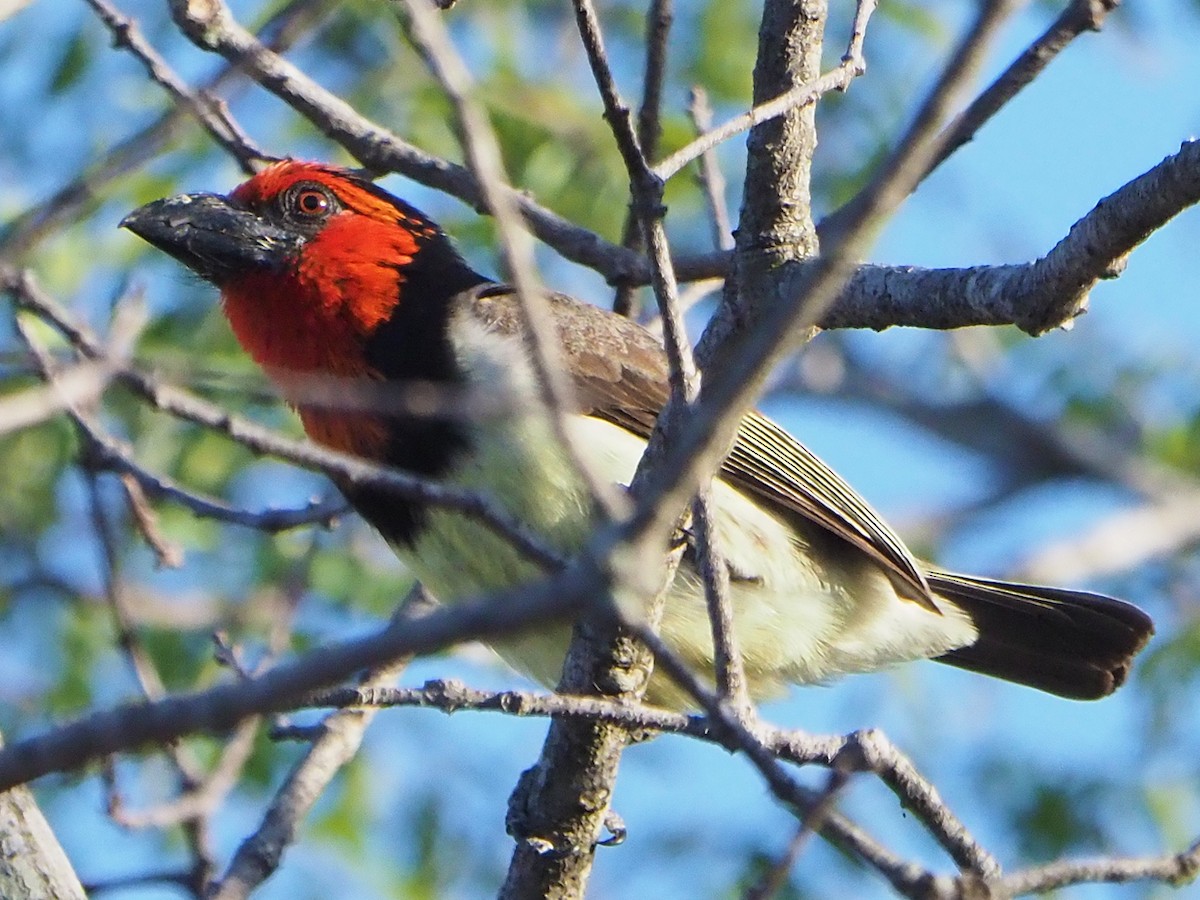 Black-collared Barbet - ML645987287