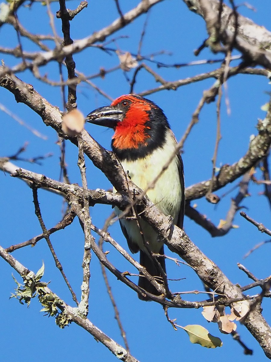 Black-collared Barbet - ML645987288