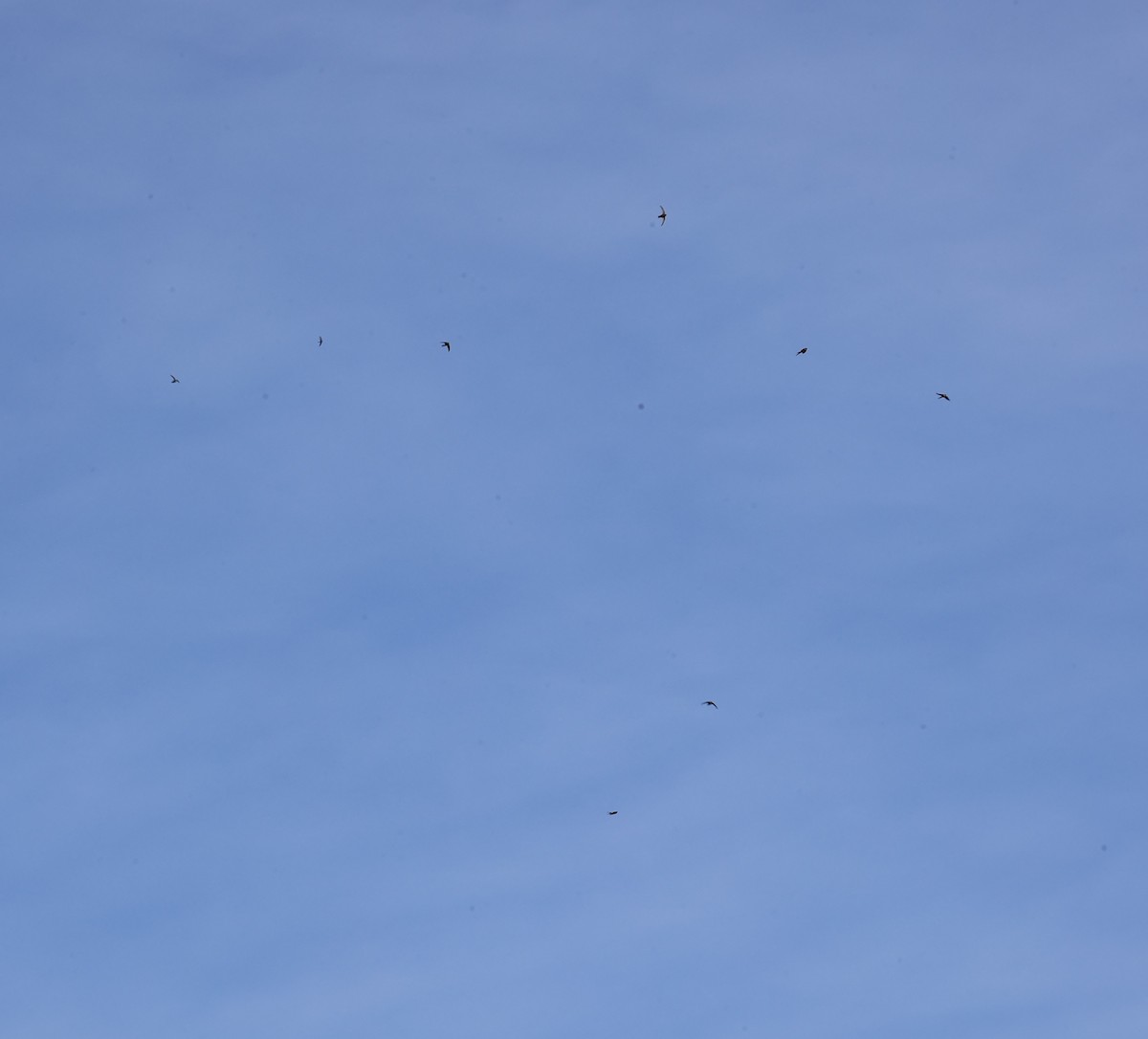 Martinet malais - ML645987291