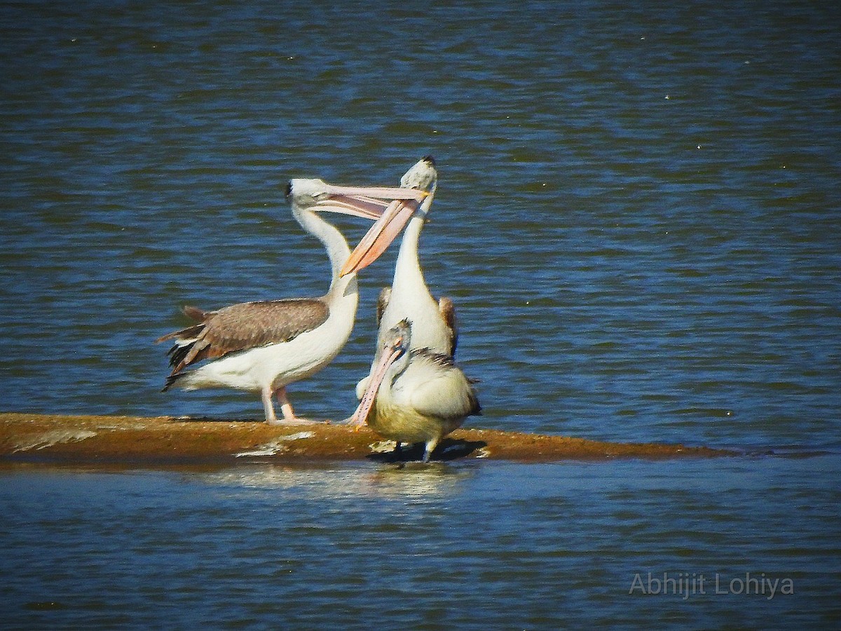 Hint Pelikanı - ML645987292