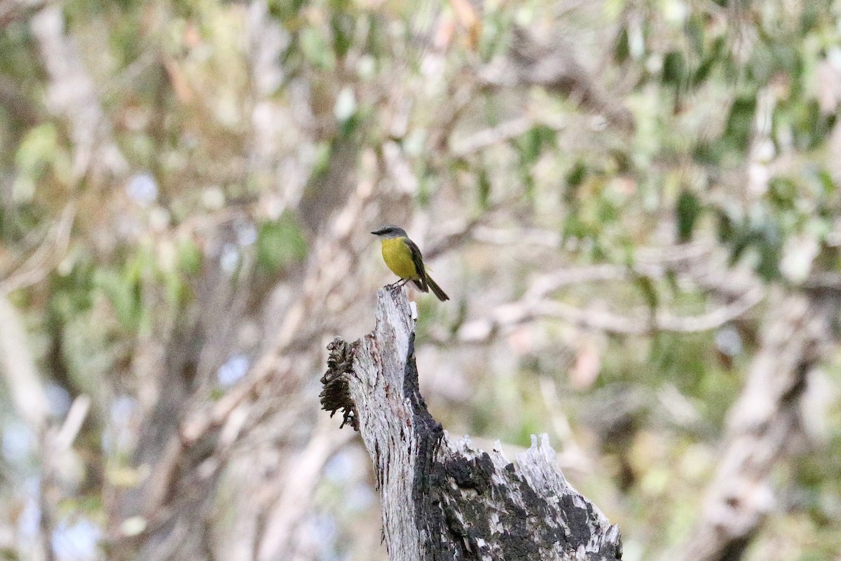 Doğulu Sarı Bülbül - ML645987298