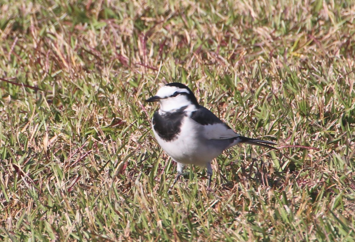 linerle - ML645987299