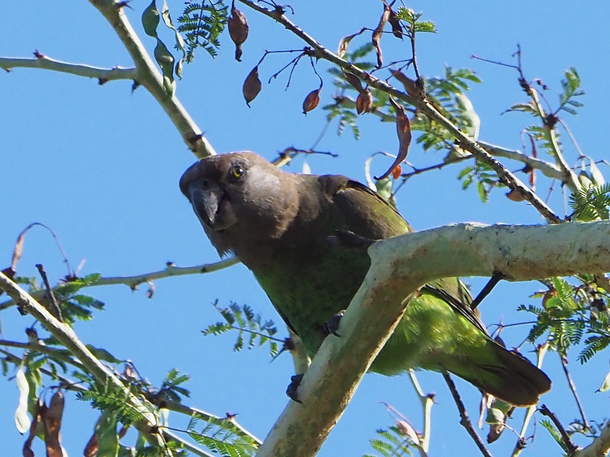 Brown-headed Parrot - ML645987305