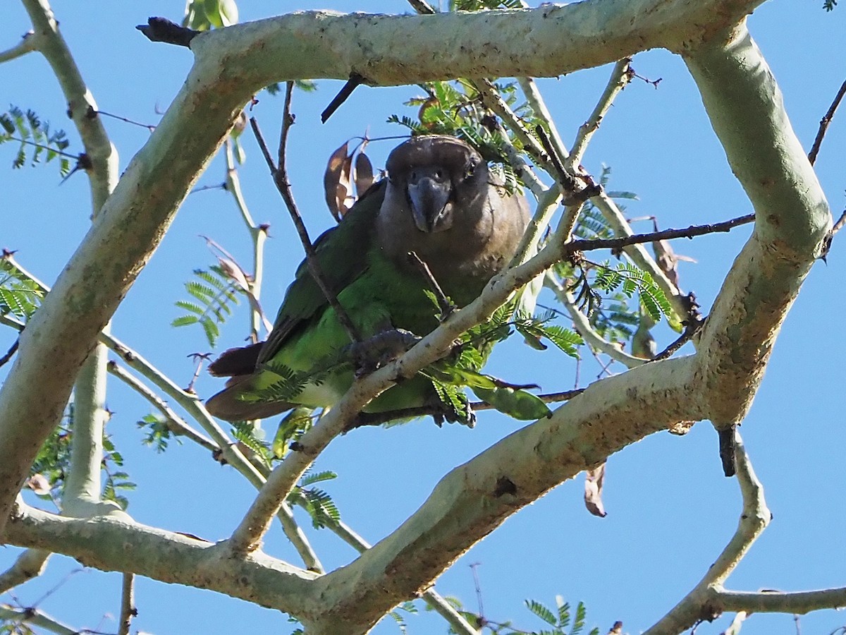 Brown-headed Parrot - ML645987306
