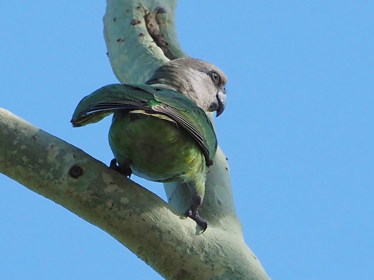 Brown-headed Parrot - ML645987307