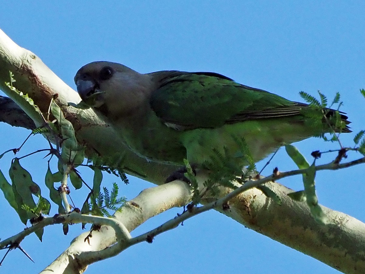 Brown-headed Parrot - ML645987308