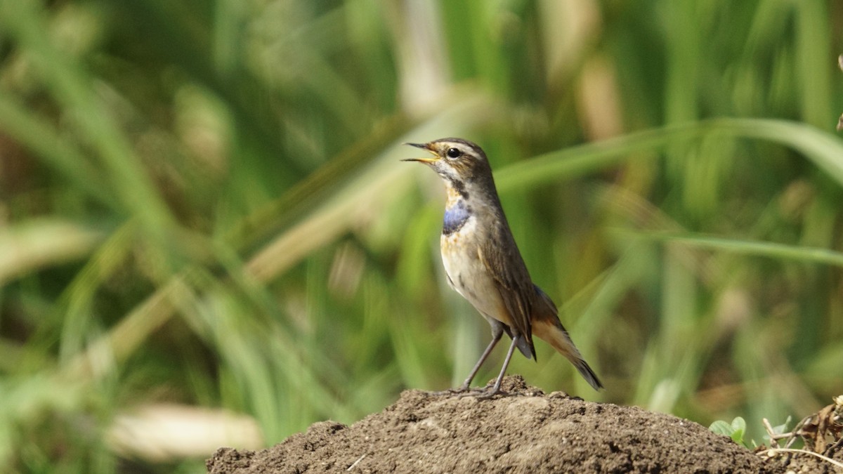 Pettazzurro - ML645987310