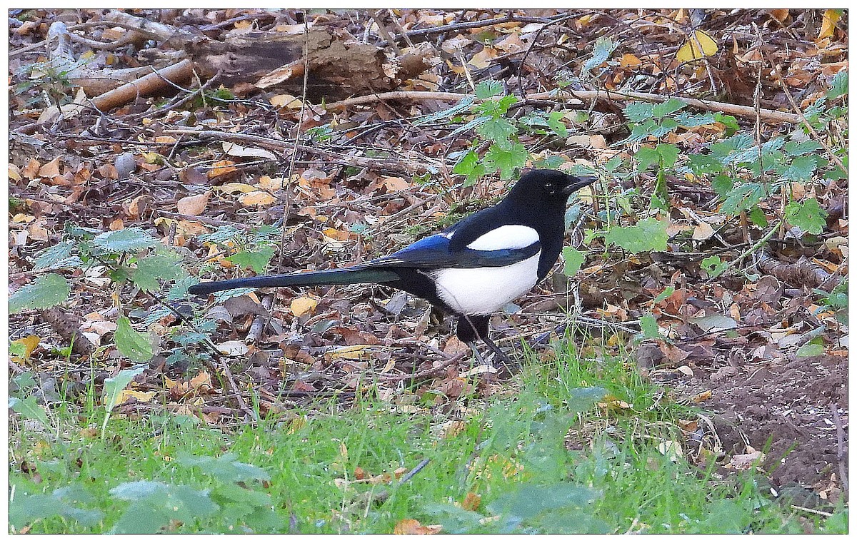 Eurasian Magpie - ML645987318