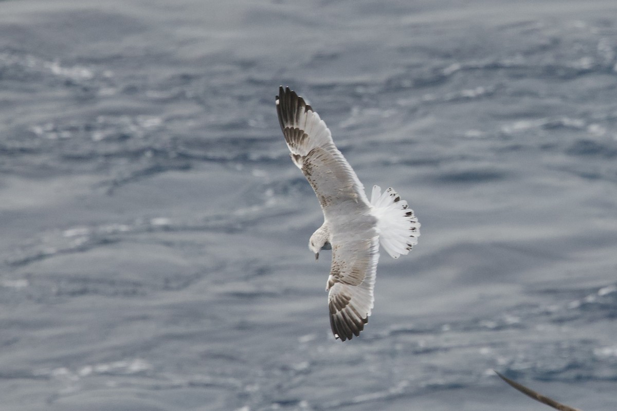 чайка sp. - ML645987321