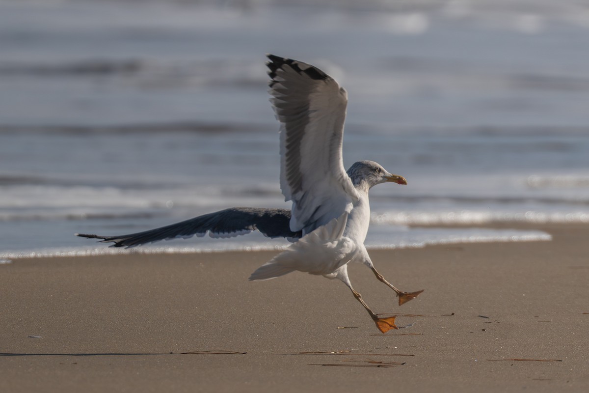 Great Black-backed Gull - ML645987327
