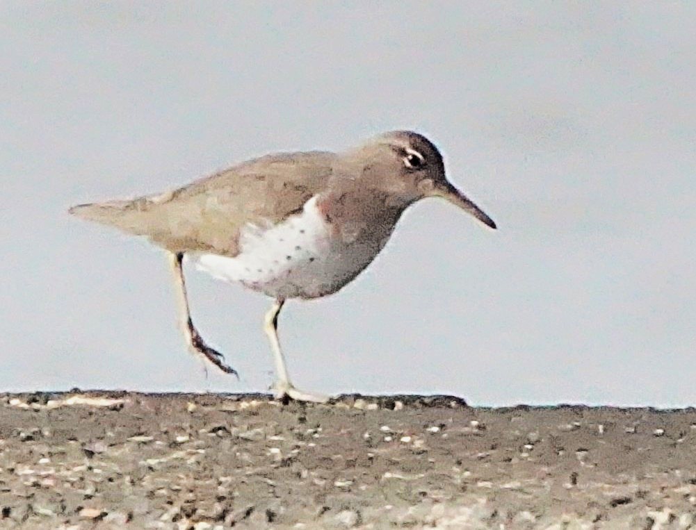 Spotted Sandpiper - ML645987328