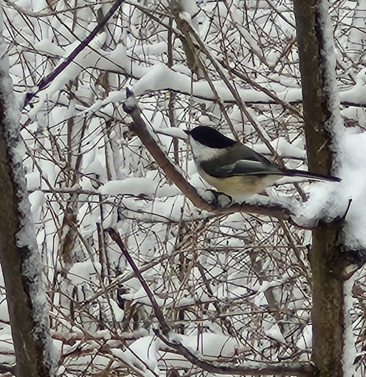 Black-capped Chickadee - ML645987330