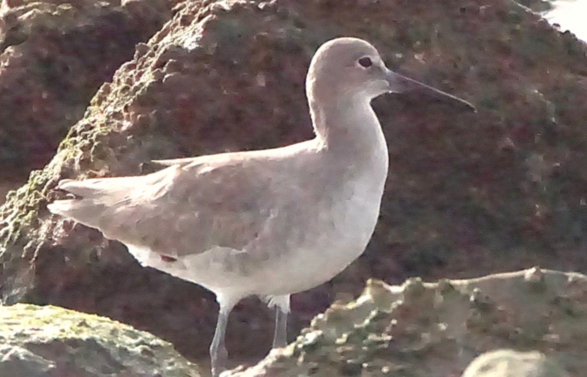 Willet - ML645987338