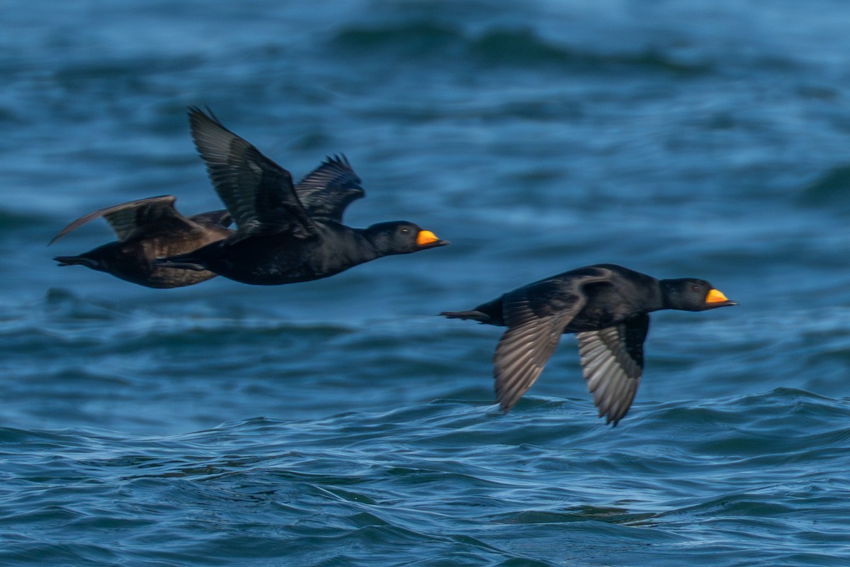 Black Scoter - ML645987344