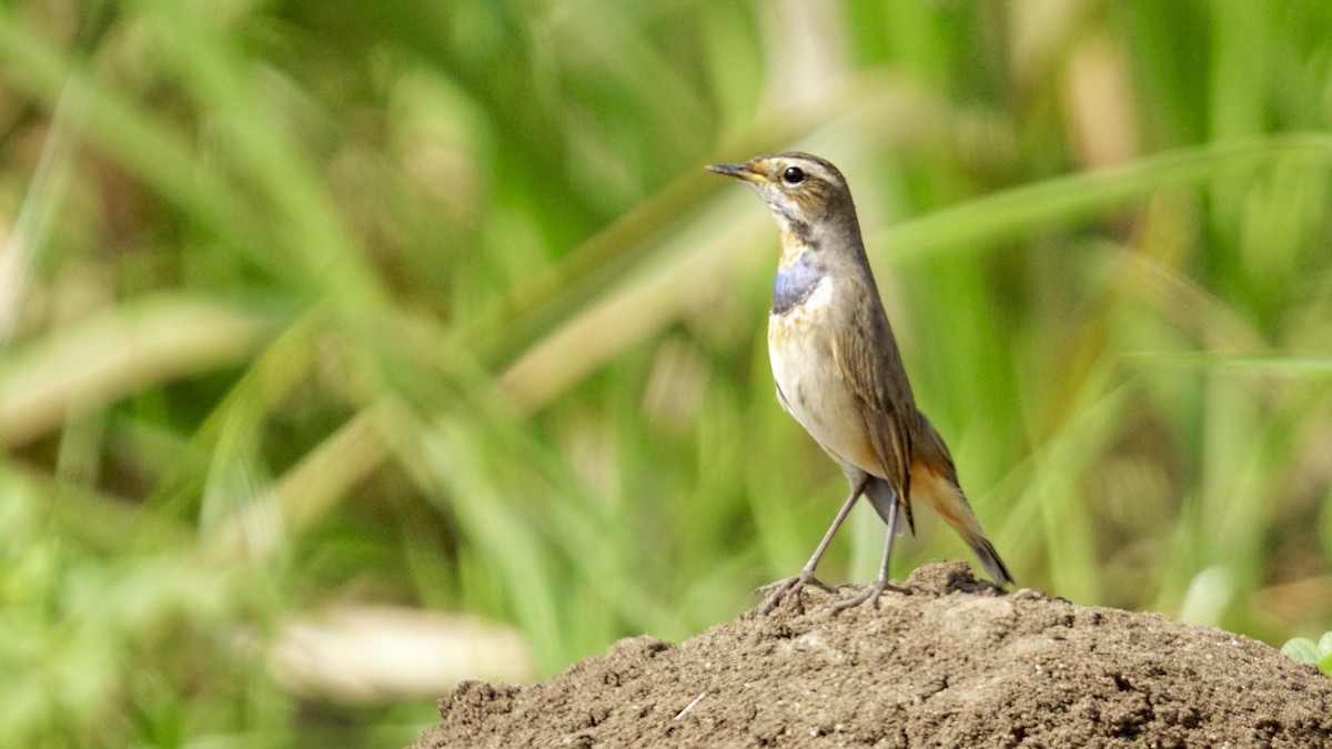 Pettazzurro - ML645987348