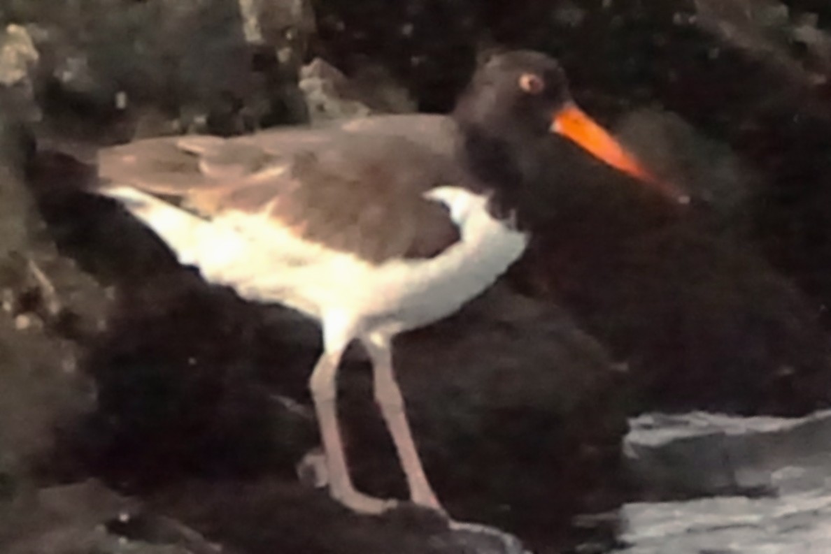 American Oystercatcher - ML645987349