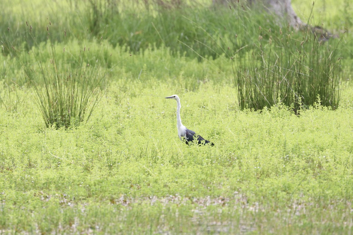 Pacific Heron - ML645987352
