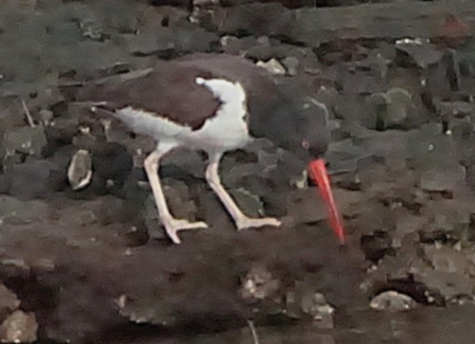 American Oystercatcher - ML645987356
