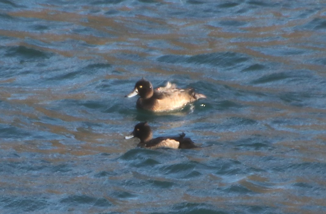 toppand - ML645987359