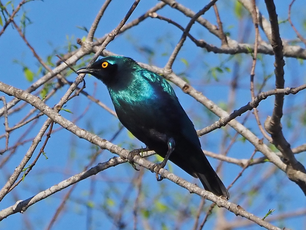 Greater Blue-eared Starling - ML645987360