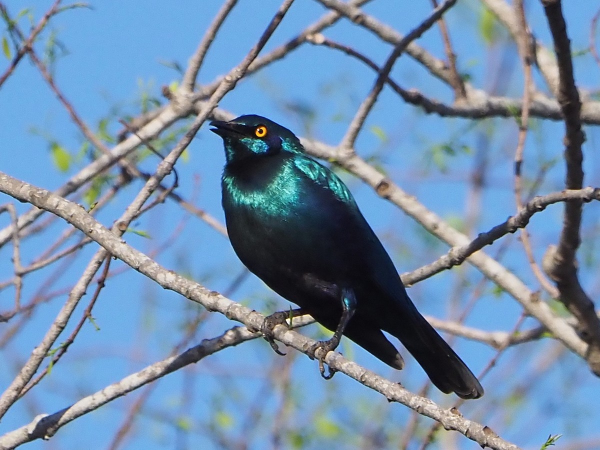 Greater Blue-eared Starling - ML645987361