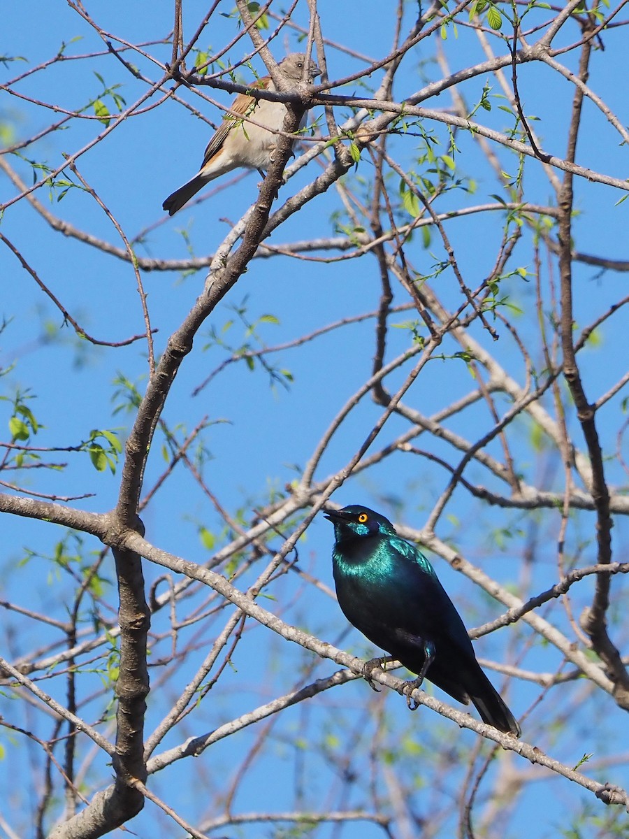 Greater Blue-eared Starling - ML645987362