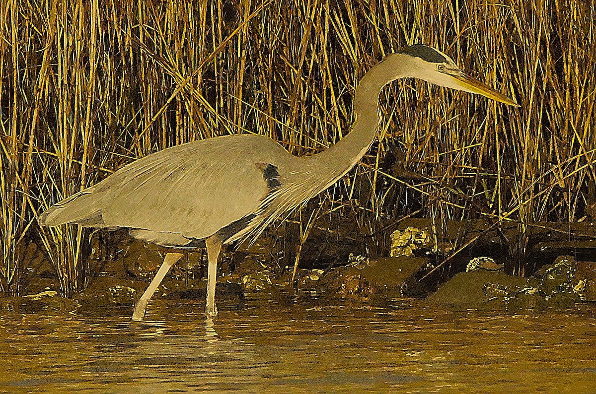 Great Blue Heron - ML645987369