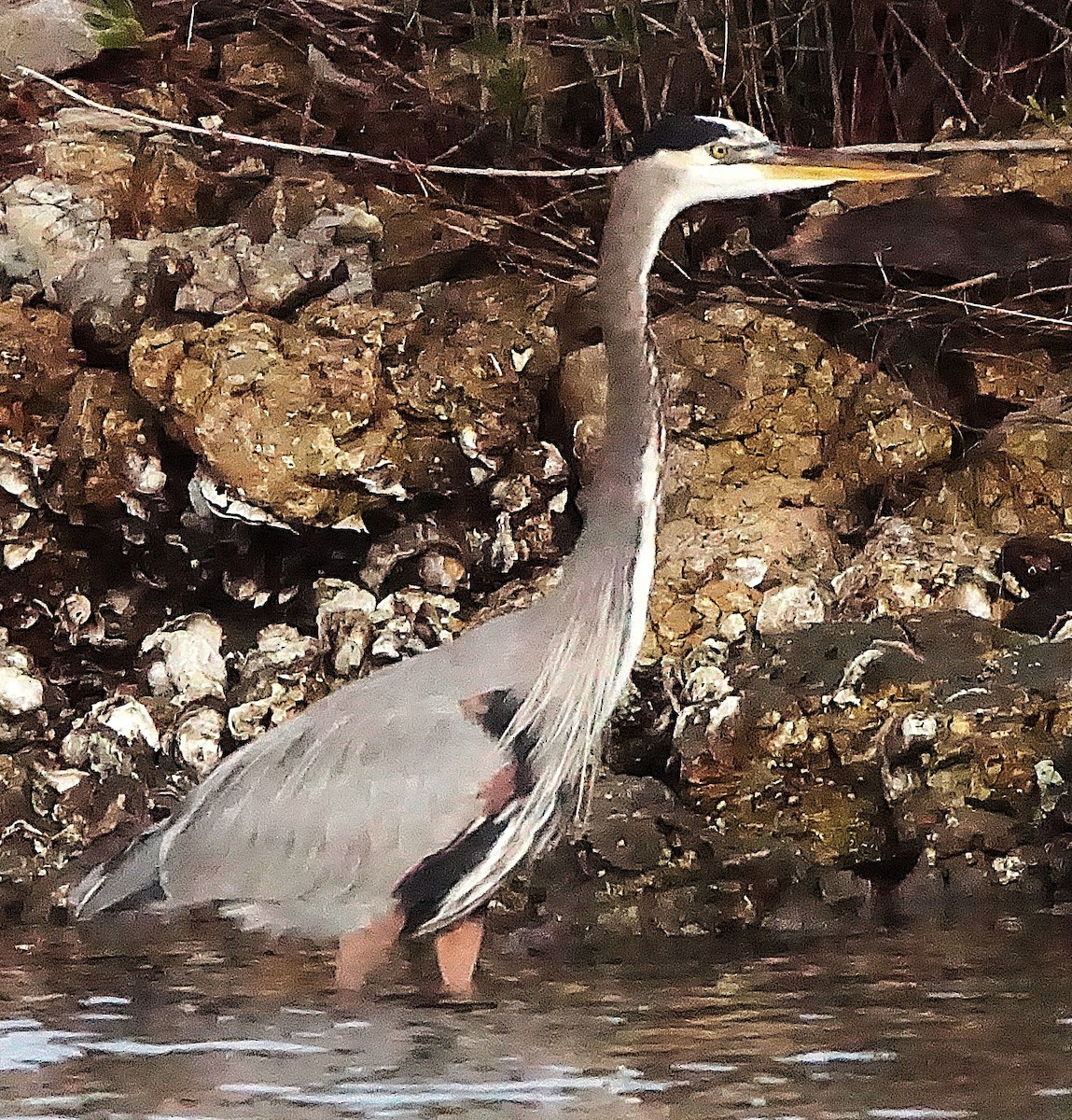 Great Blue Heron - ML645987372
