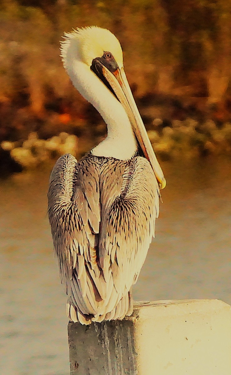 Brown Pelican - ML645987374