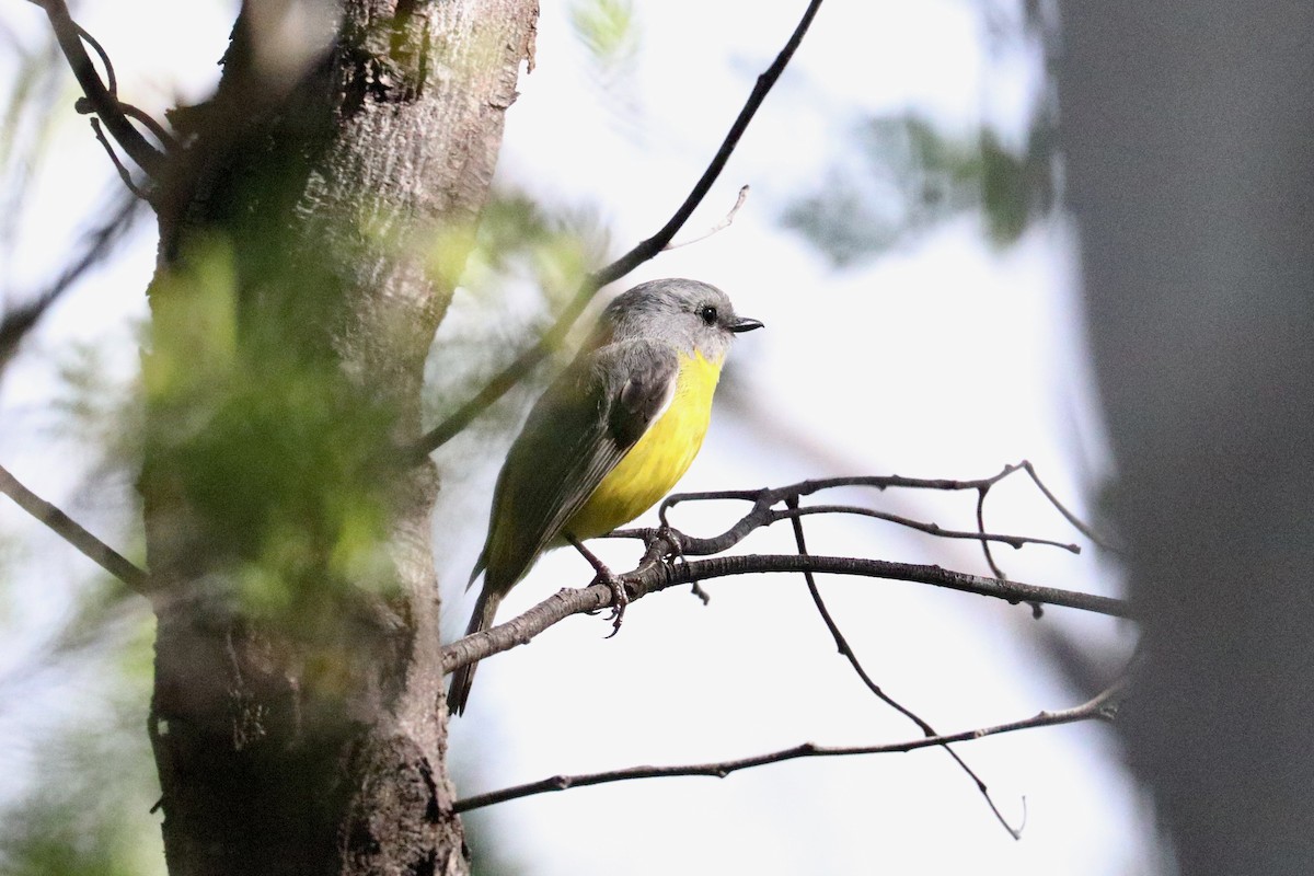 Doğulu Sarı Bülbül - ML645987380