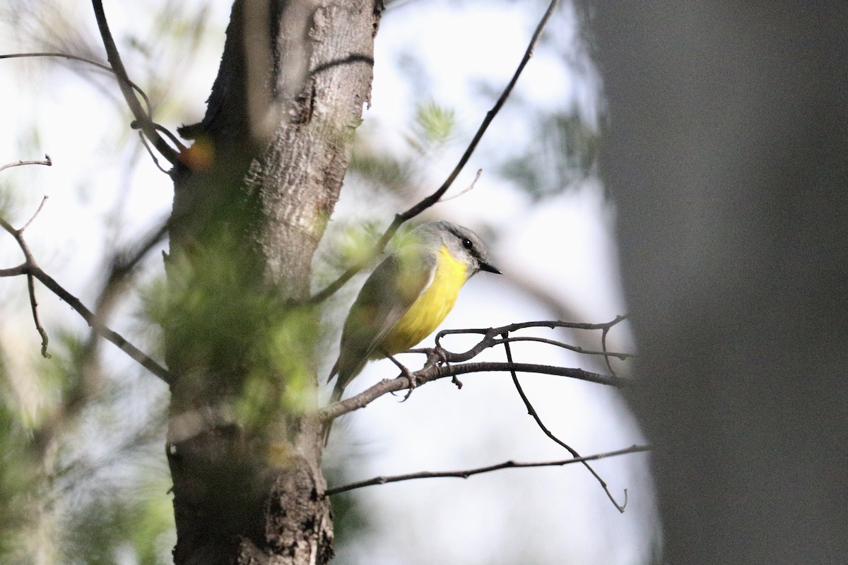 Doğulu Sarı Bülbül - ML645987381