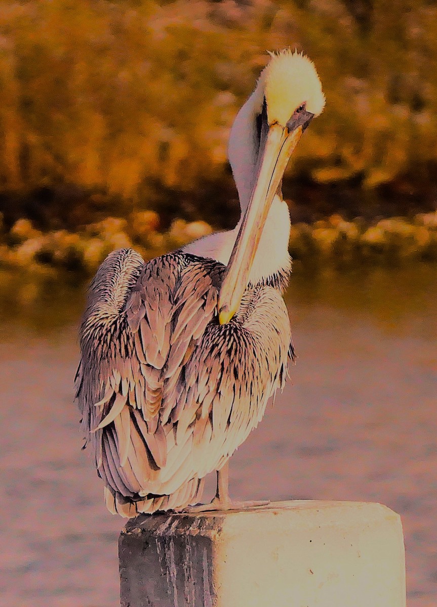 Brown Pelican - ML645987384