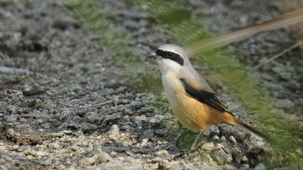 Long-tailed Shrike - ML645987386