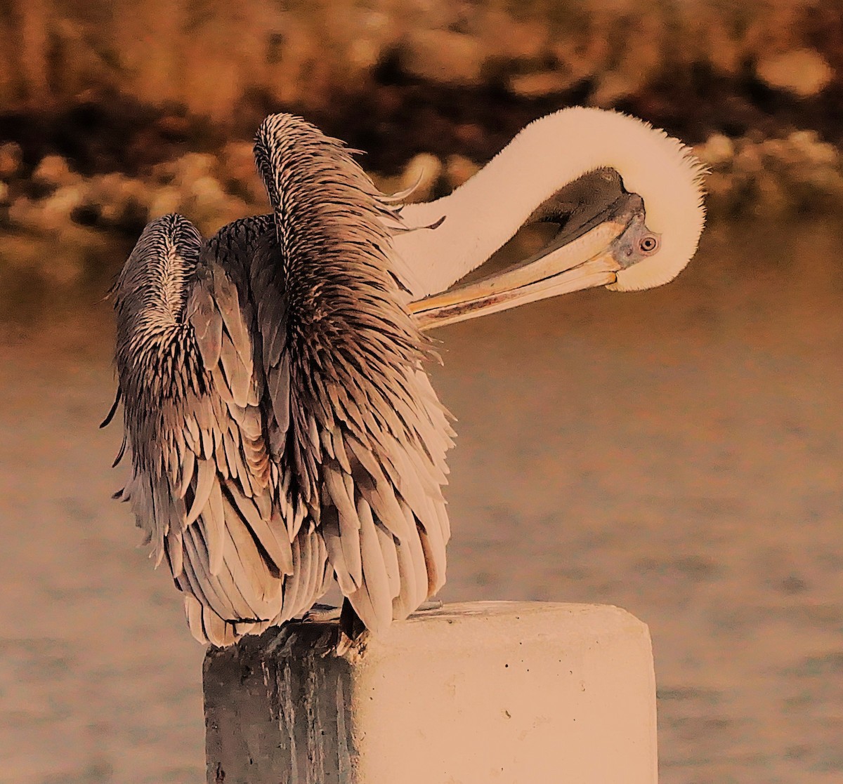 Brown Pelican - ML645987387