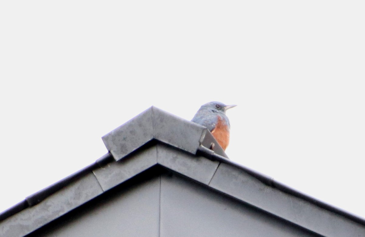 brunhodetrost - ML645987389