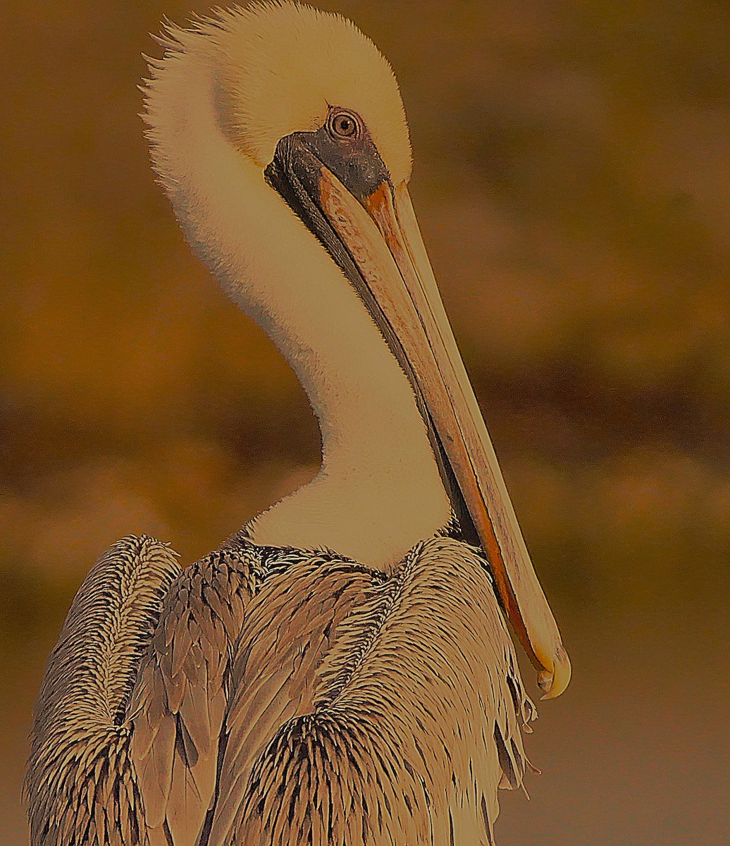 Brown Pelican - ML645987391
