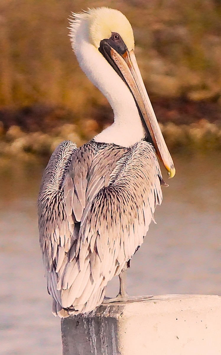 Brown Pelican - ML645987397