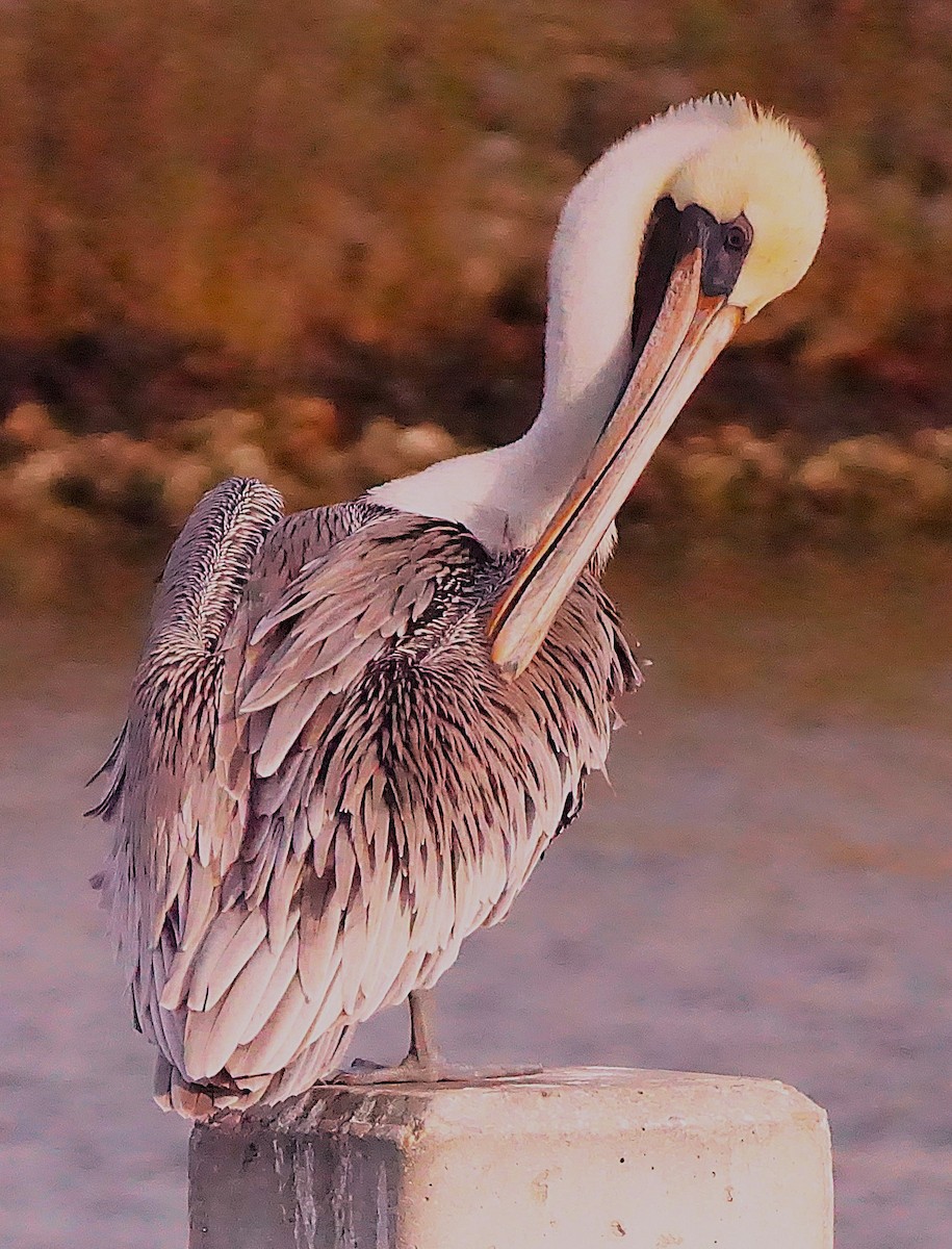 Brown Pelican - ML645987398