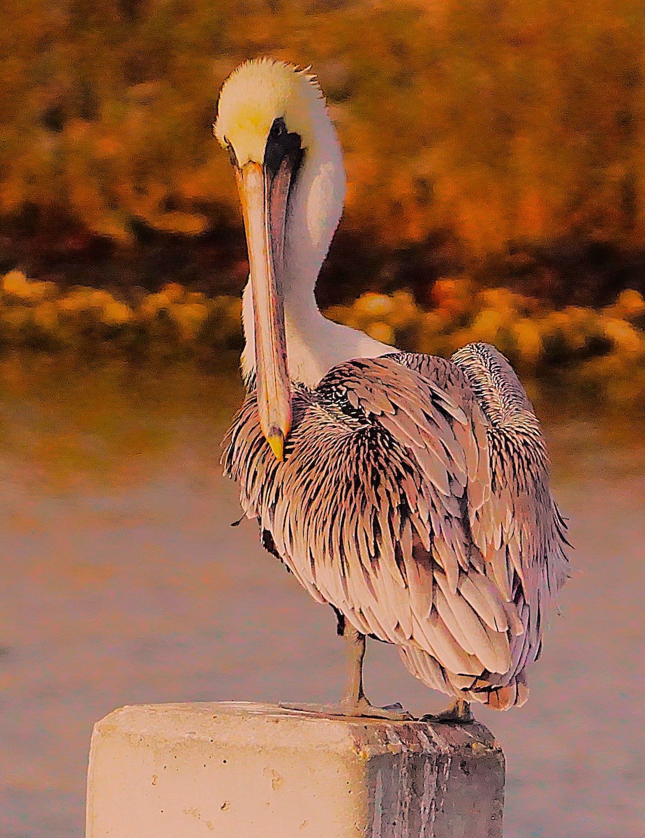 Brown Pelican - ML645987399